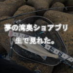 夢の湾奧ショアブリを生で見れた。