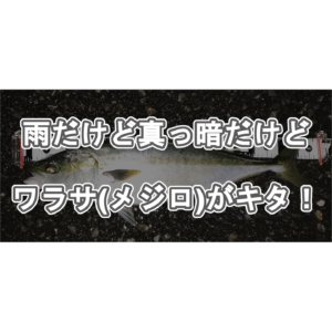 雨だけど真っ暗だけどワラサ(メジロ)がキタ！